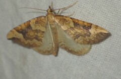 Eulithis populata