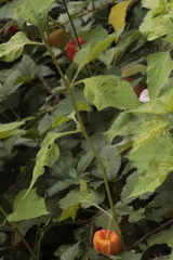 Alkekengi officinarum