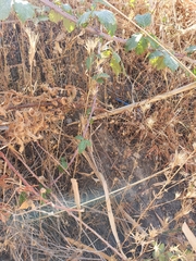 Crupina crupinastrum