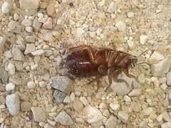 Loboptera decipiens