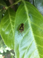 Acanthosoma haemorrhoidale