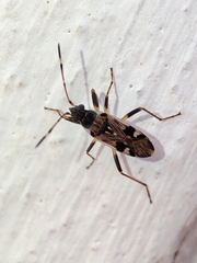 Beosus maritimus