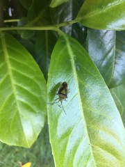 Acanthosoma haemorrhoidale