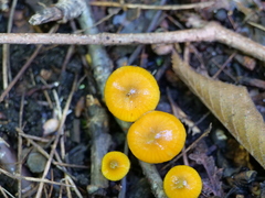 Gliophorus psittacinus