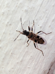 Beosus maritimus