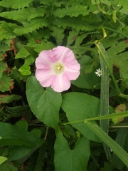 Calystegia silvatica
