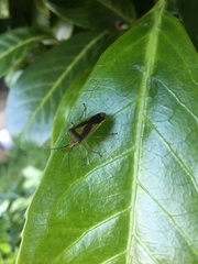 Acanthosoma haemorrhoidale