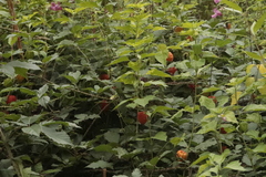 Alkekengi officinarum