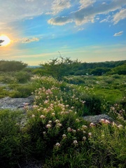 Polanisia dodecandra