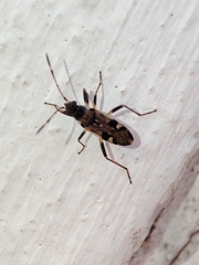 Beosus maritimus