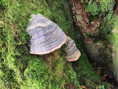 Fomes fomentarius