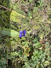 Gentianopsis ciliata
