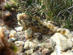 Scorpaena porcus