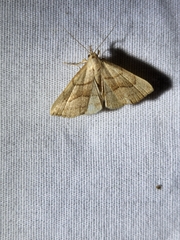 Macrochilo litophora