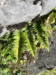 Polystichum lonchitis