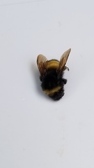 Bombus terricola