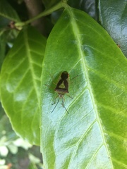 Acanthosoma haemorrhoidale