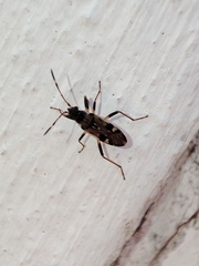 Beosus maritimus