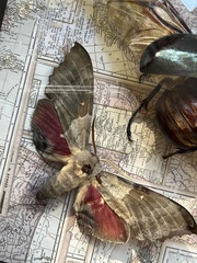 Pachysphinx occidentalis