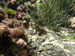 Scorpaena porcus