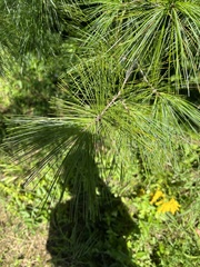 Pinaceae