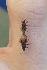 Oxycarenus lavaterae