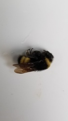 Bombus terricola