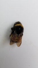 Bombus terricola