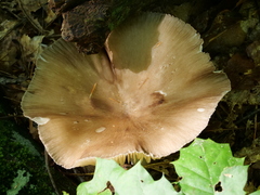 Megacollybia