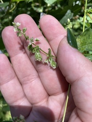 Fallopia