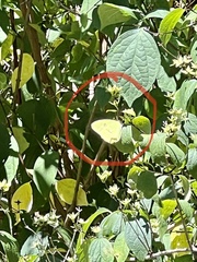 Colias