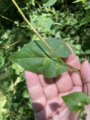 Fallopia