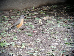Turdus rufopalliatus