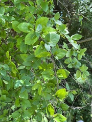 Celtis tenuifolia