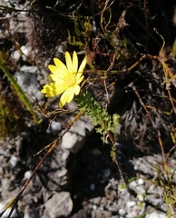 Euryops abrotanifolius