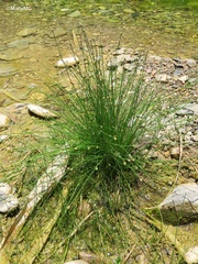 Eleocharis geniculata