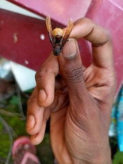 Pterygota