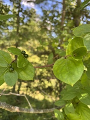 Celtis tenuifolia