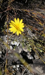 Euryops abrotanifolius