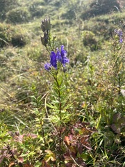 Aconitum variegatum