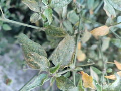 Phytophthora infestans