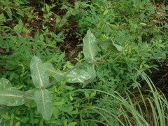 Asclepias elata