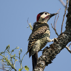 Colaptes melanochloros