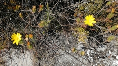 Euryops abrotanifolius