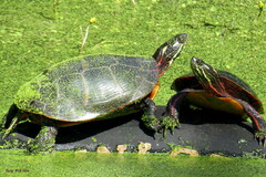 Chrysemys picta picta