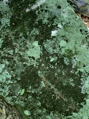 Flavoparmelia baltimorensis