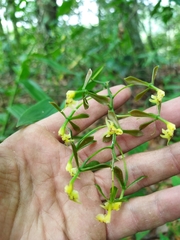 Epidendrum veroscriptum
