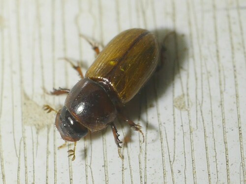 Acanthobodilus immundus