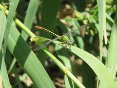 Erpetogomphus