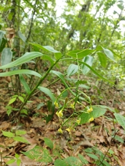 Epidendrum veroscriptum